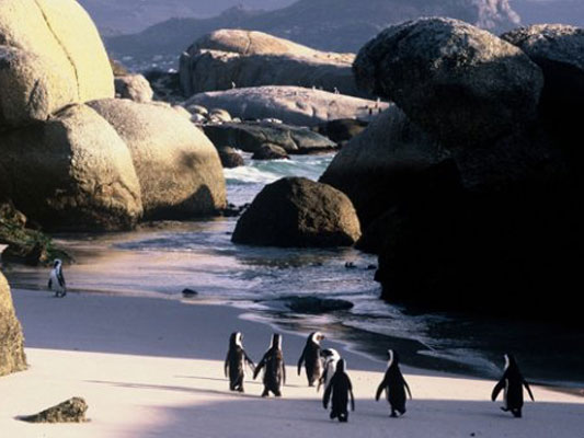 South Africa National Parks - Penguins at Boulders Beach